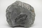 Coltraneia Trilobite Fossil - Huge Faceted Eyes #216509-6